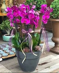 OLİMPA ÇİÇEKÇİLİK