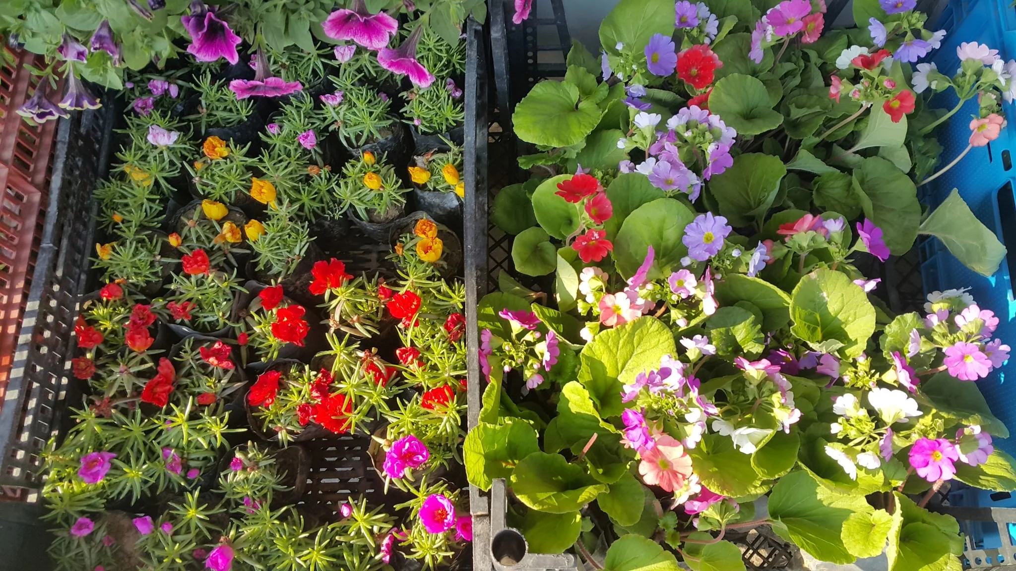 Yıldız Çiçek Bahçesi