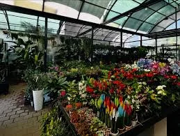 Botanika Çiçekçilik